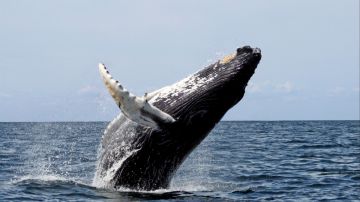 Sortie baleine + stop ilôt Casy en weekend 
