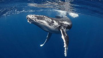 Sortie baleines - Stop Ilôt Casy -Au départ de Prony à 8h 30