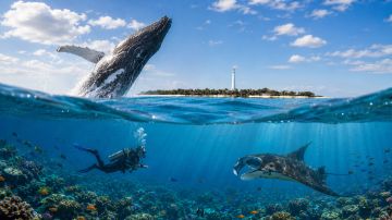 Journée Plongée & Observation des Baleines
