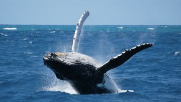 Journée  observation des baleines (privatisation)
