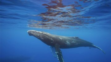Journée  observation des baleines (privatisation)