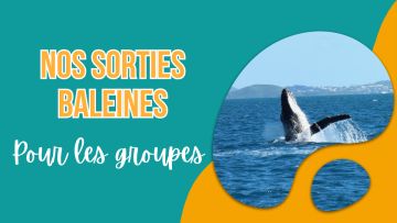 OUR WHALE WATCHING TRIPS FOR GROUPS